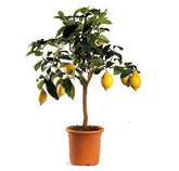 Λεμονιά Πολύφορη Νάνα